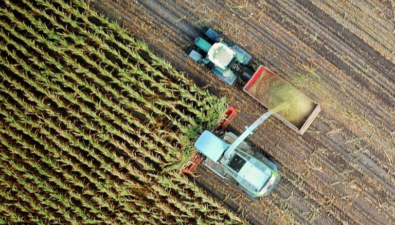 Agronegócio gaúcho encerra safra de verão com bons resultados no milho e atenção redobrada ao trigo e à sanidade